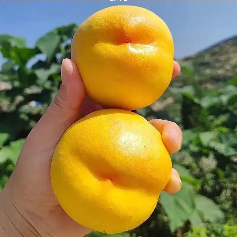 新品种嫁接桃树苗 中油8号油桃苗 嫁接黄油桃苗 黄金桃树当年结果 八