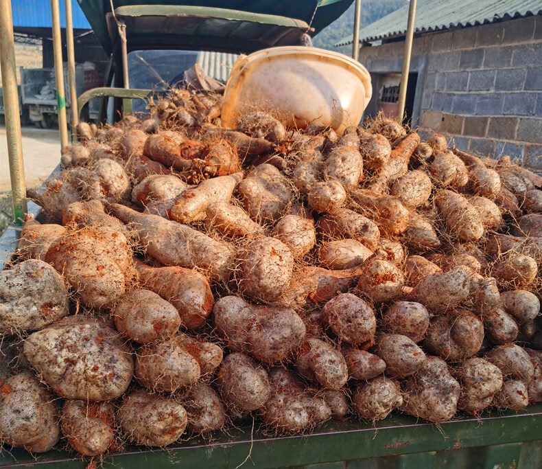 云南新鲜山药糯米金秤砣山药粉糯5斤10斤装非铁棍淮山药蔬菜 4500g