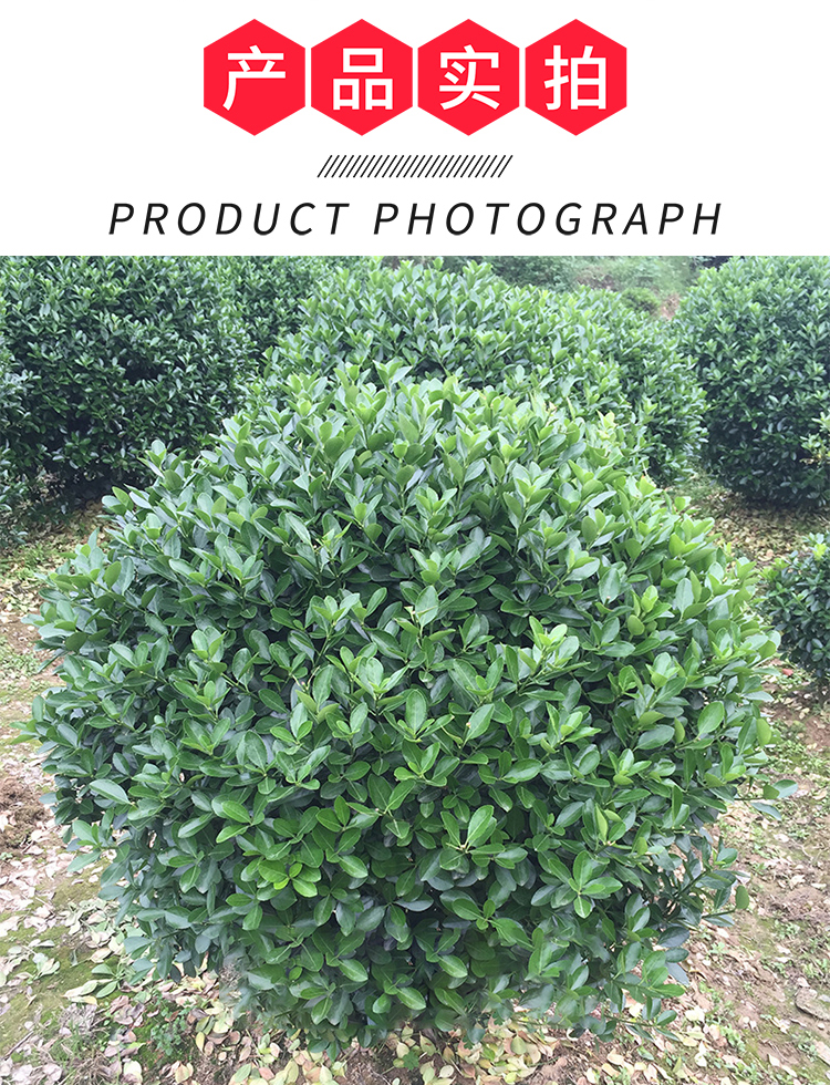 冬青球树球形四季常青冬青苗大叶黄杨苗法国冬青树型庭院绿化苗木