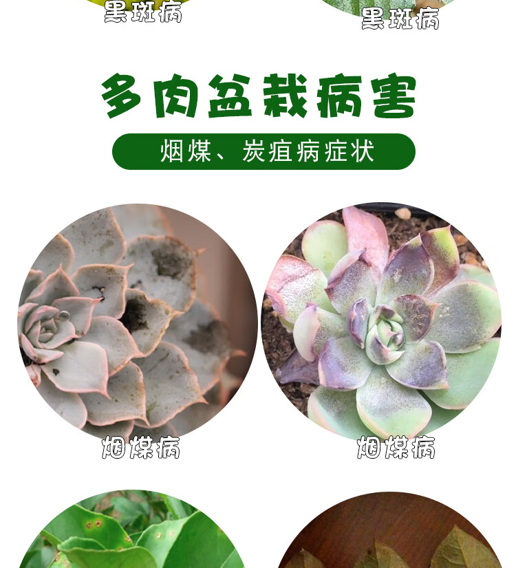 后尧 多菌灵花卉植物剂药剂桂花月季黑斑白粉病多肉烟煤病多菌菌灵