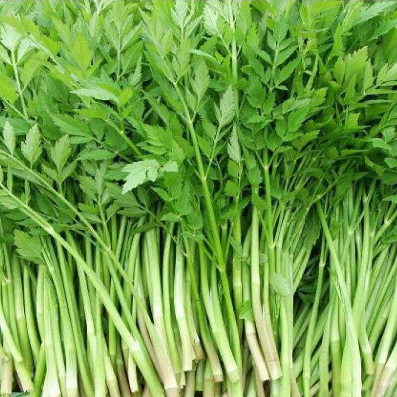 湖南特产新鲜绿色时令蔬菜水芹菜芹菜农家蔬菜小叶水芹菜新鲜水芹菜现