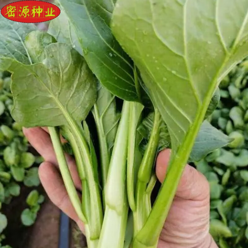 广东甜菜心种子脆甜油菜心种孑耐热速生四季农家田园庭院蔬菜菜籽