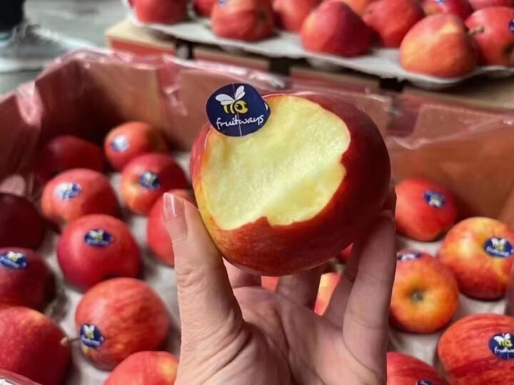 芬岚 南非进口牛顿小苹果脆甜多汁小苹果当季新鲜孕妇水果 1000g 60mm