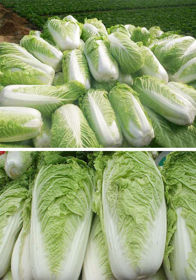 天津大白菜种子绿青麻白麻叶菜种籽黄芽包菜春夏秋四季播蔬菜种孑