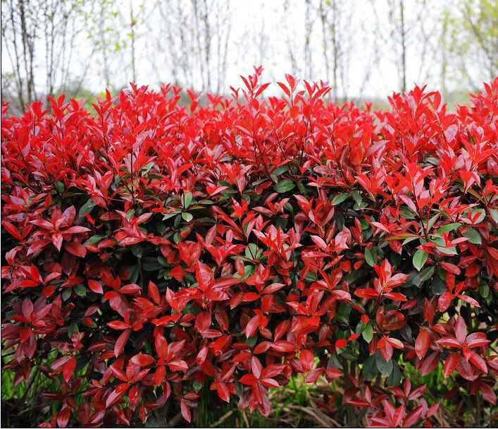 火焰红石楠红叶石楠苗杯苗绿篱苗庭院别墅绿化苗工程苗围墙色块苗红叶