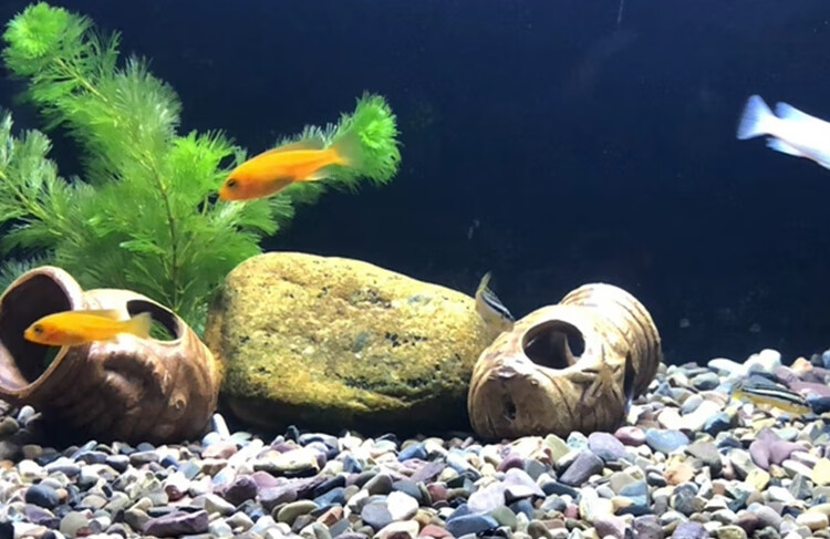 溪流石鱼缸主石原生溪流缸天然溪流石头造景组合套餐装饰搭配石 高