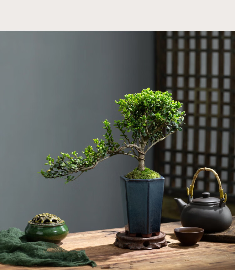 龟甲冬青真盆景室内悬崖式植物临水造型中式摆件茶室阳台绿植花卉 蓝