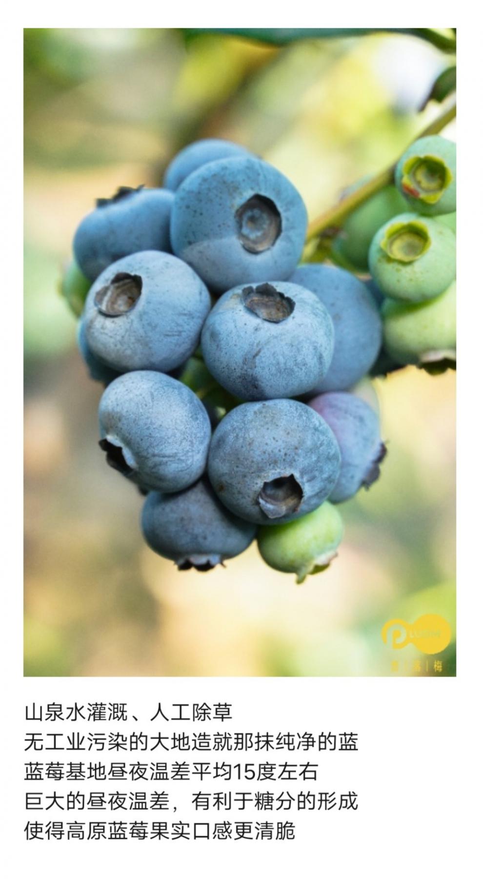 芬岚蓝美莓蓝莓云南山地大蓝莓超大鲜果新鲜孕妇现摘野生水果顺丰空运