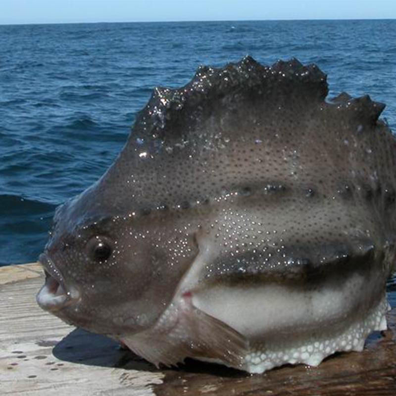 海参斑冰岛海参斑新鲜速冻去内脏海参斑去沙海参斑深海石斑鱼5263斤去