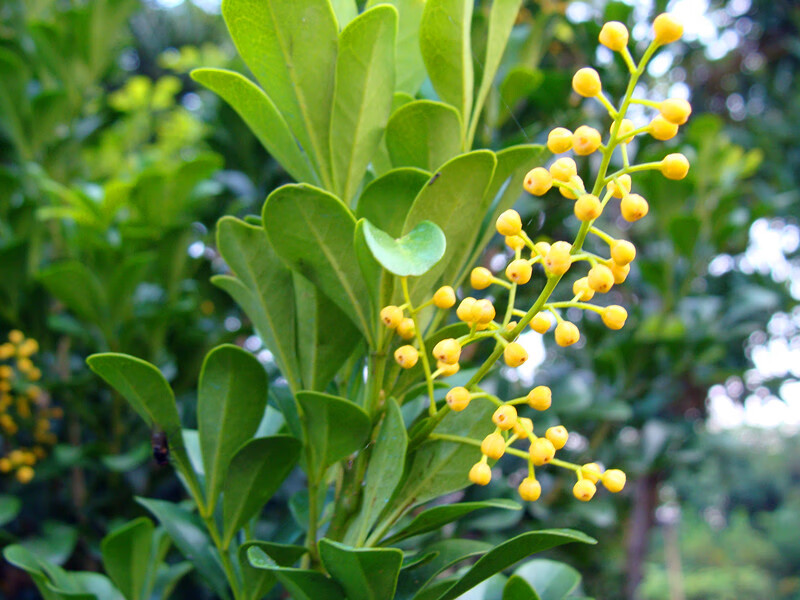 米兰花盆栽苗植物室内香味四季死不了开花不断很香香的花卉好养 六年