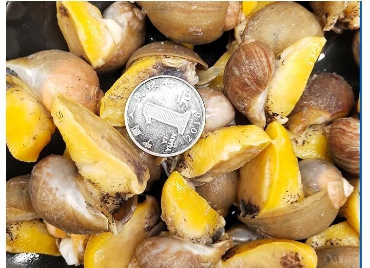 鲍螺海捕速冻新鲜老婆脚蛾螺花螺东风螺海螺 1斤装 普通小鲍螺(1斤20