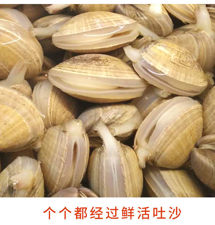 顺丰冷链丹东子新鲜鲜活无沙特大蛤蜊文贝鲜活黄蚬子整箱6斤装冷链