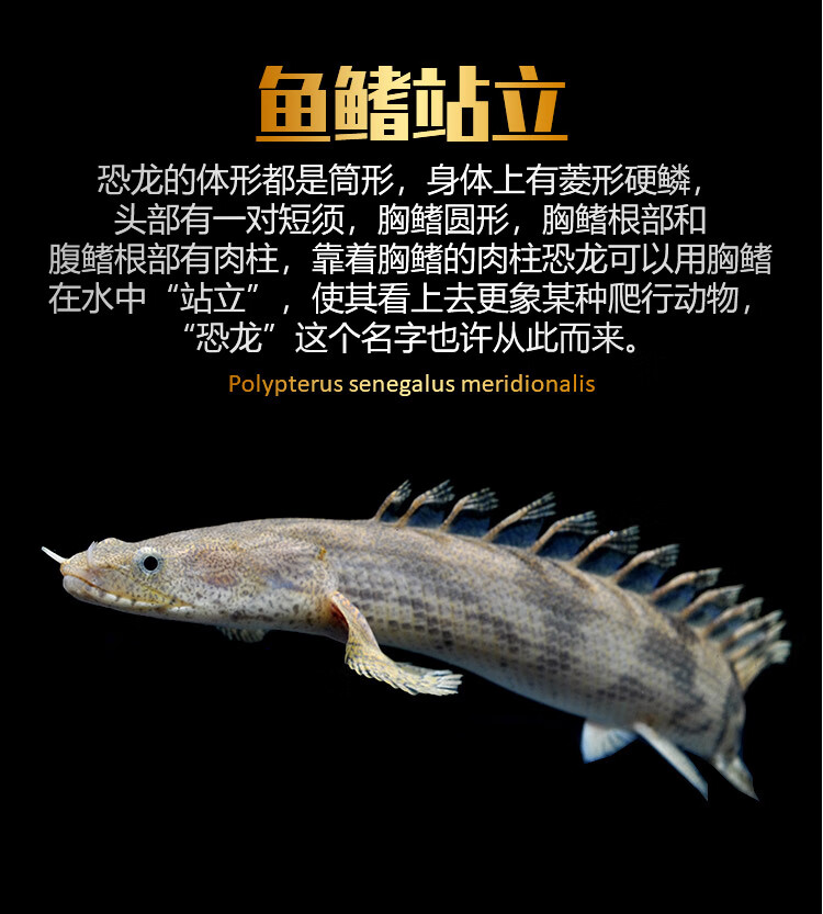 活體稀有魚古老淡水魚黑眼九角龍紅眼恐龍魚大鉛筆魚觀賞魚虎斑恐龍