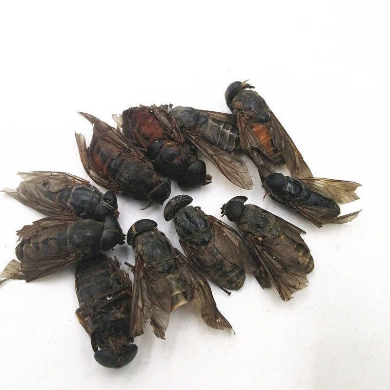 牛牤虫 牛氓虫 打牛虻虫粉牛蚊子 大个牛虻虫10克【图片 价格 品牌