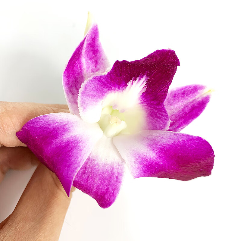 新鲜洋兰花250g* 2杨兰花马兰花锅酒店饭店西餐点缀摆盘装饰鲜花朵