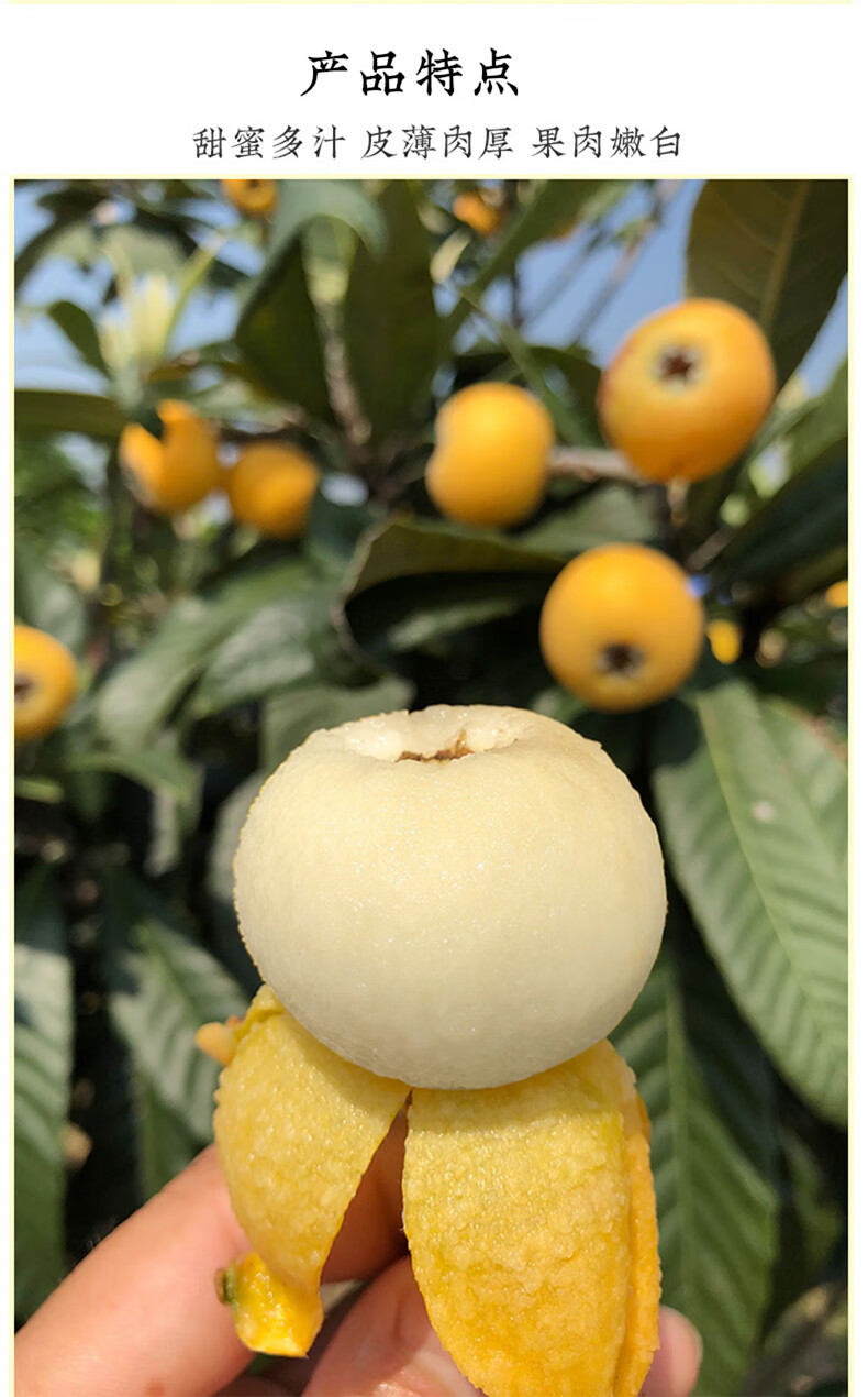 顺丰速运苏州东山白玉枇杷果新鲜白沙枇杷大果五星鲜枇琶水果5斤特大