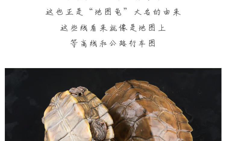 黑瘤地图苗密西西比宠物龟观赏龟活物鱼缸深水龟吃鱼屎网红小乌龟地图