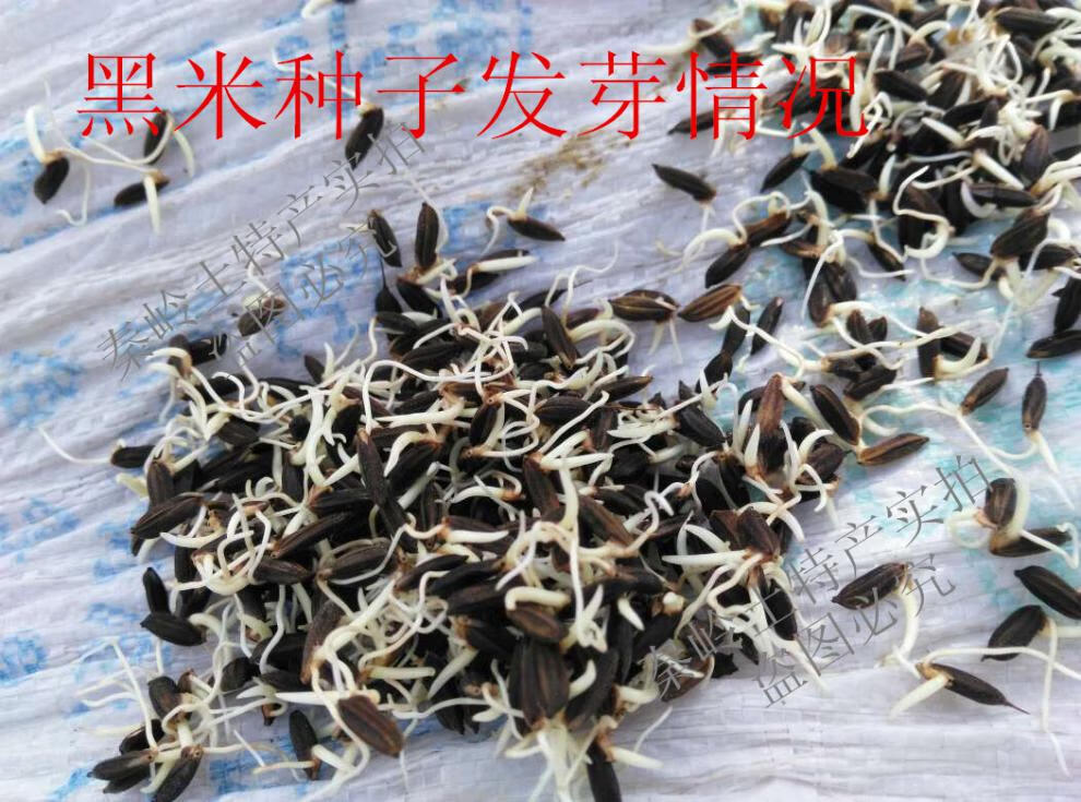 正宗洋县黑稻谷黑种子水稻高产种子500克黑米稻种子资料