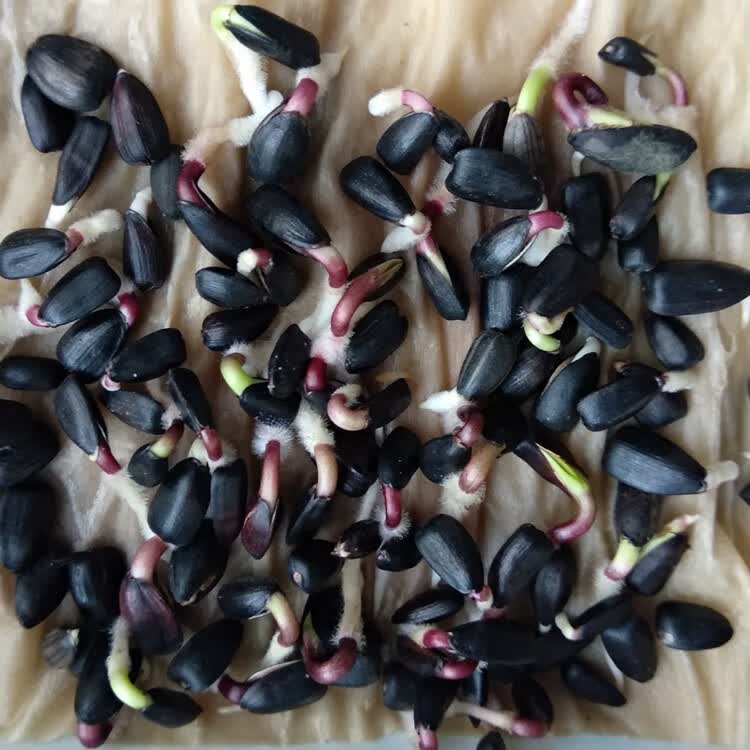 向日葵种子观赏食用切花向日葵花种籽葵花籽矮杆室内外盆栽孑迷你农民