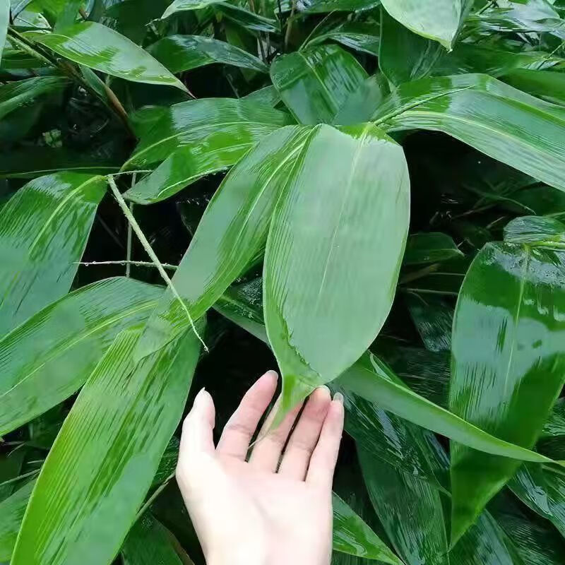 粽叶新鲜粽叶新鲜大号粽子叶新鲜现摘竹叶箬叶廖叶粽子真空宽712cm大
