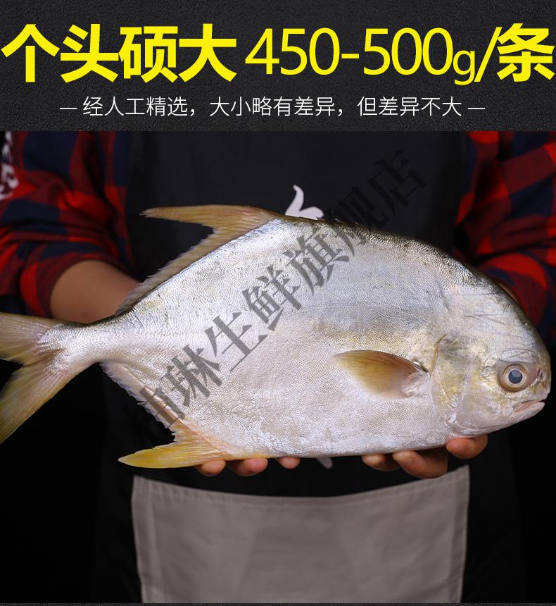 金鯧魚新鮮速凍金昌魚海捕大鯧魚大海魚冰凍大平魚 5