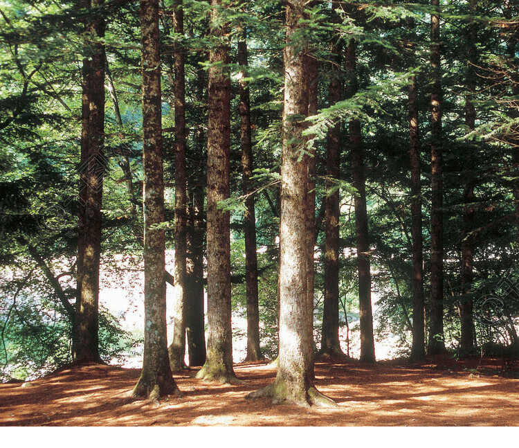 裕纯实木地板 番龙眼金刚柚木橡木原木奶油风环保家用 hy003金丝栗木