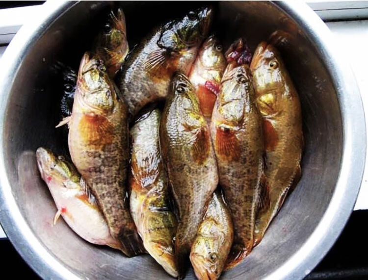 lism渔民直销正宗老头鱼东北大老头鱼黑龙江特产山胖头新鲜活速冻每斤