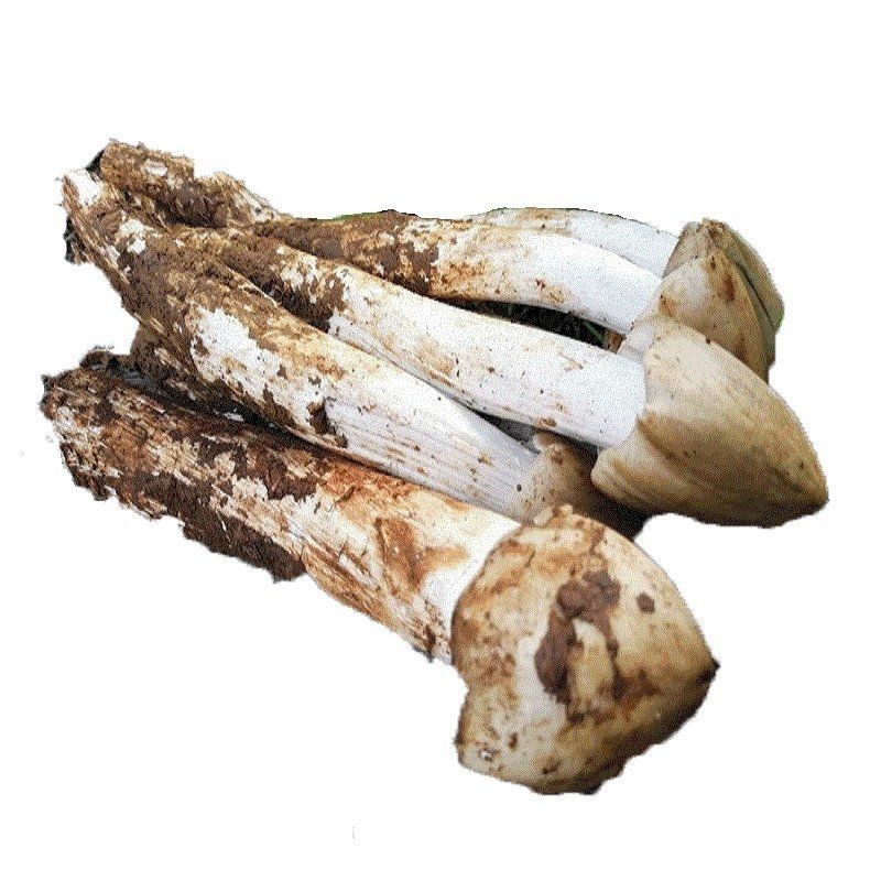 鸡枞菌新鲜 云南鸡枞菌新鲜食用菌大白鸡枞火把鸡枞荔枝菌三八菇 500g