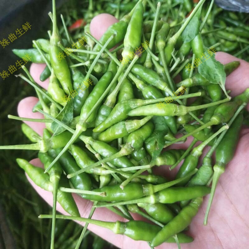 广西指天椒超辣辣椒新鲜小米椒朝天椒尖椒野山椒现摘2500g