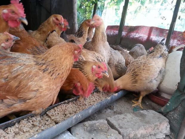 米糠新鲜小鸡米糠粉粮食饲料猪鸡鸭鹅鱼散装稻糠谷糠砻糠30斤蓝丽雅