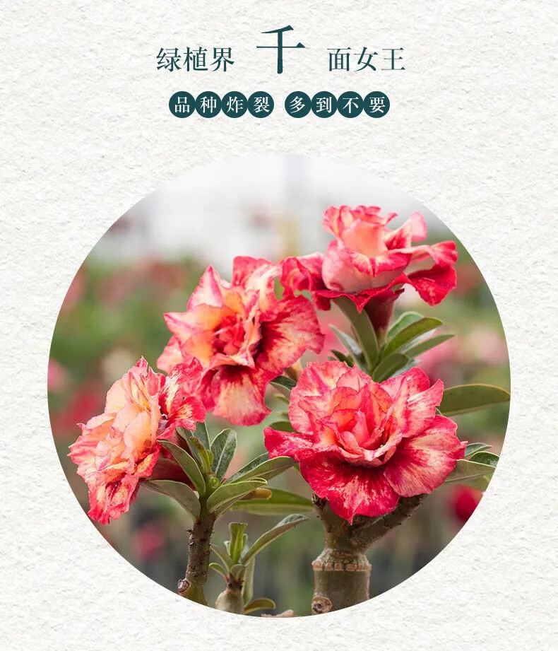 苓芊园艺官方旗舰店商品编号:10037860761381商品名称:沙漠玫瑰盆栽5