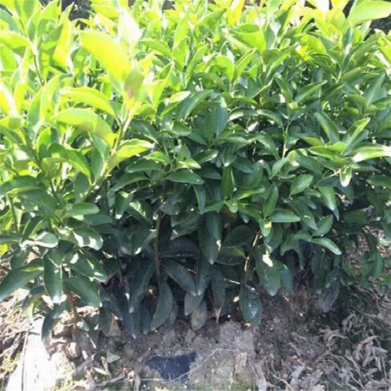 麻阳冰糖橙甜橙苗树苗嫁接果树南方种植柑橘水果树盆地栽当年结果 2年