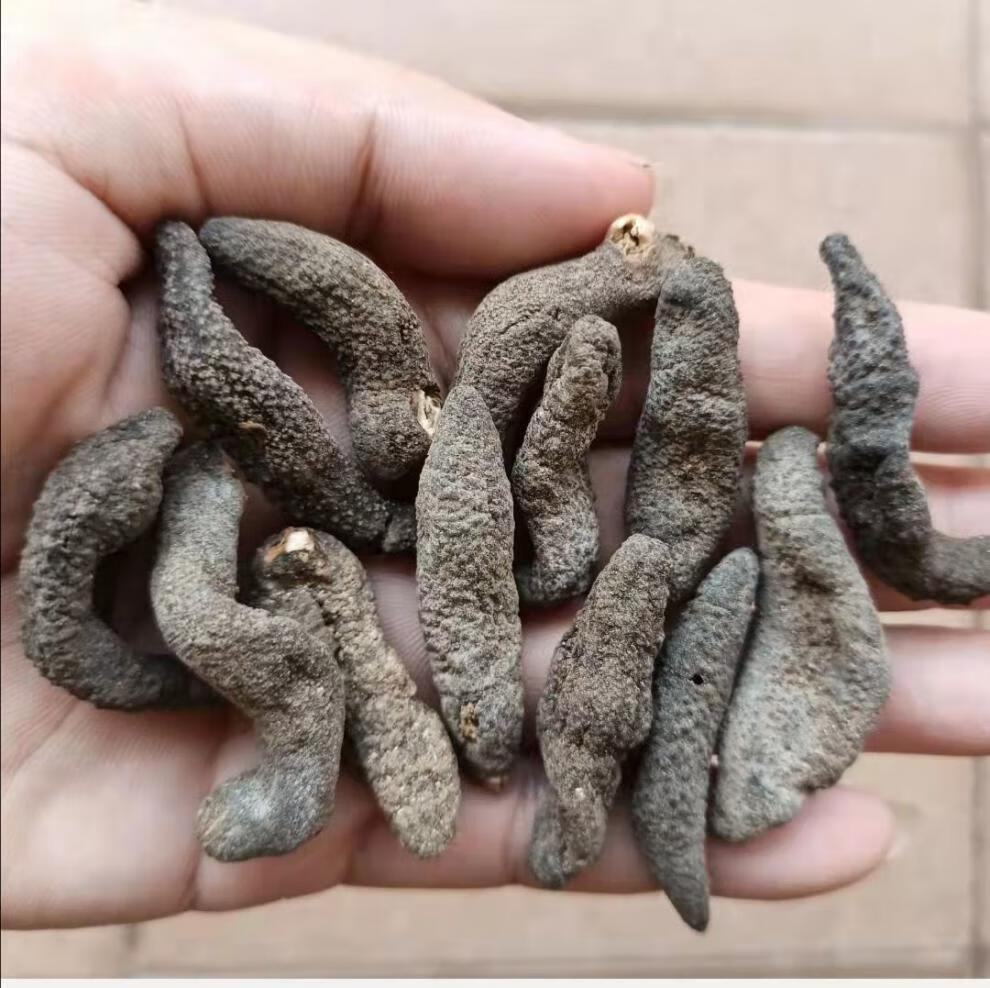 印尼野生白刺参刺秃参猪婆参白赤参海参干货淡干刺参 9年白刺参100g约