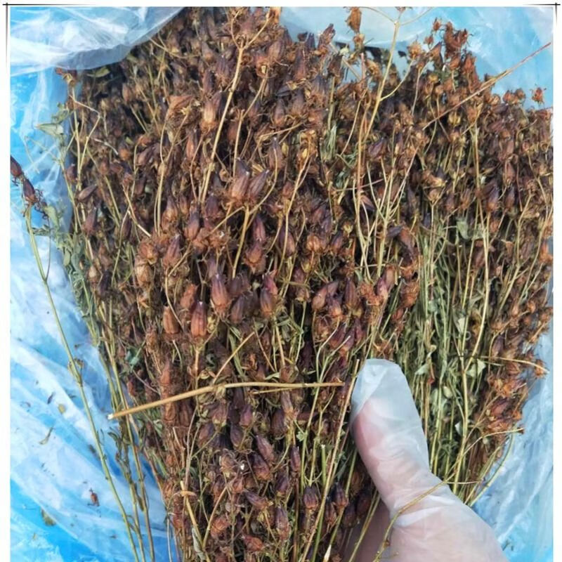 一件稳心草 野生稳心草50g