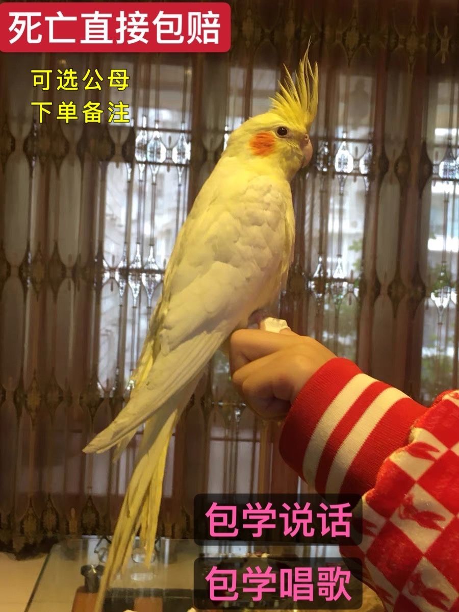 京選推薦玄鳳鸚鵡活體幼鳥學說話中型手養寵物黃化玄鳳一對可繁殖活鳥