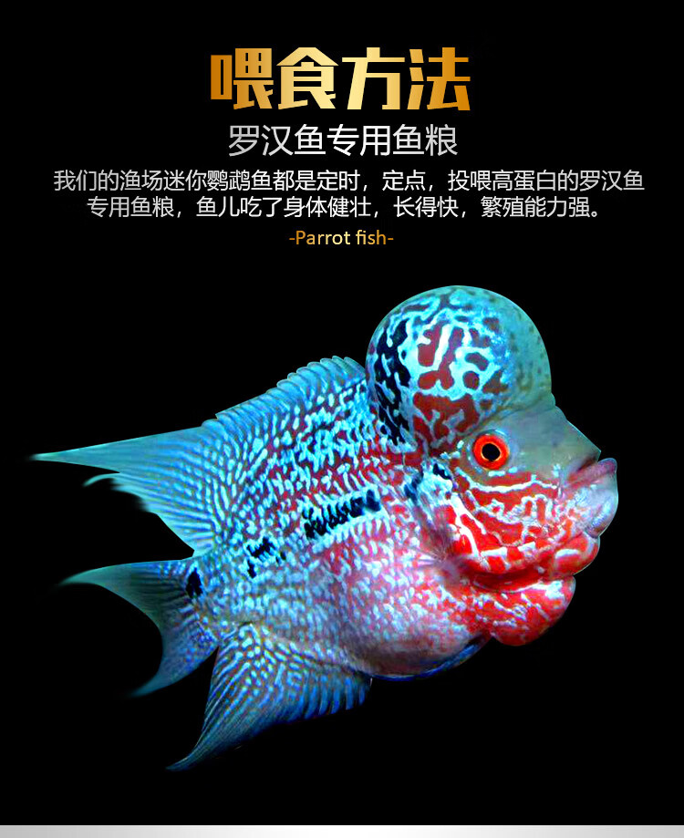 红头活体观赏鱼泰国金花元宝鸿运罗汉鱼小鱼苗德萨亚成起头 4cm满银