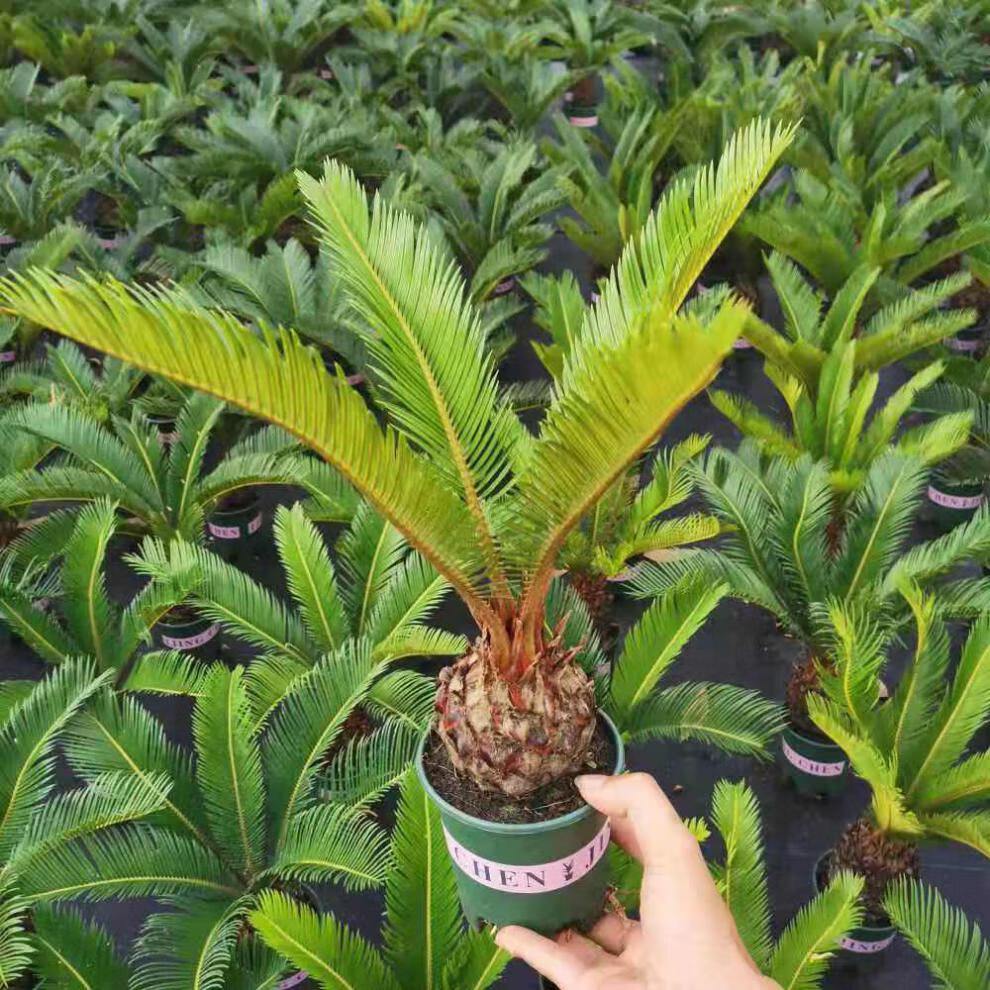 虎雀铁树苗小叶苏铁多头铁子母铁绿植净化空气庭院客厅办公室铁树摆件