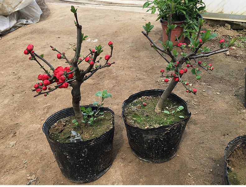 重瓣树桩海棠观花室内外盆栽老桩植物盆景开花棠花22鸳鸯海棠树杆2