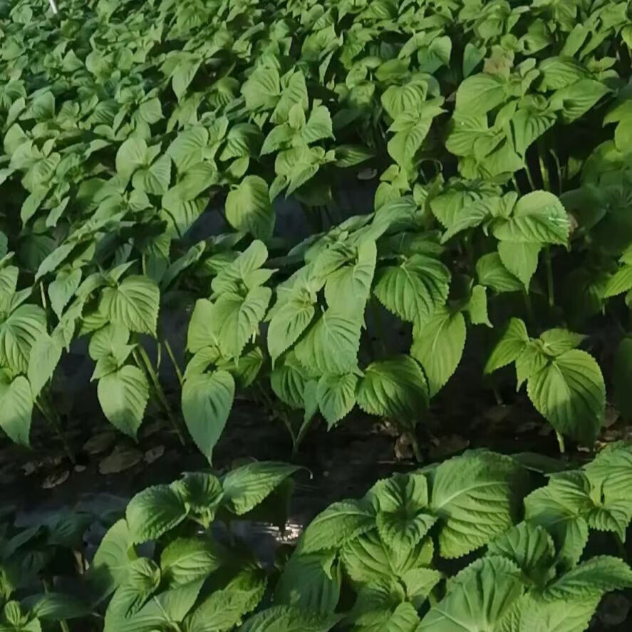 东北鲜苏子叶烤肉店专用双面紫苏叶包肉烤肉苏子叶解腻一斤170约片