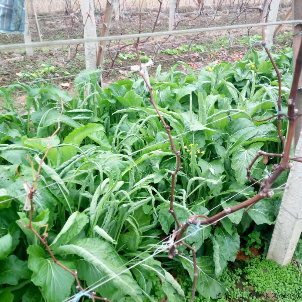 现摘速发广西桂林柳叶菜花特色蔬菜新鲜柳叶菜心菜花绿菜白菜苔农家现