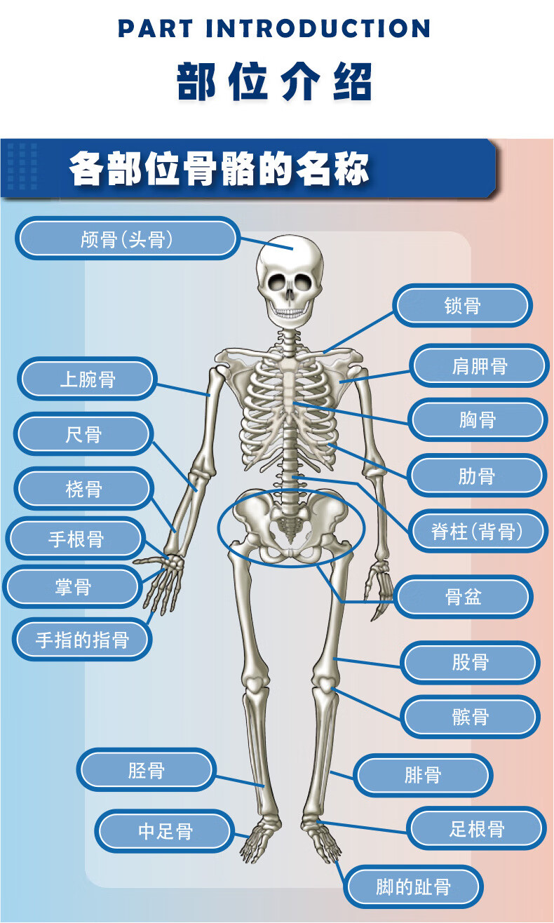 人體骨骼盒裝玩具diy兒童創意拼裝科技實驗人體模型兒童玩具人體骨骼