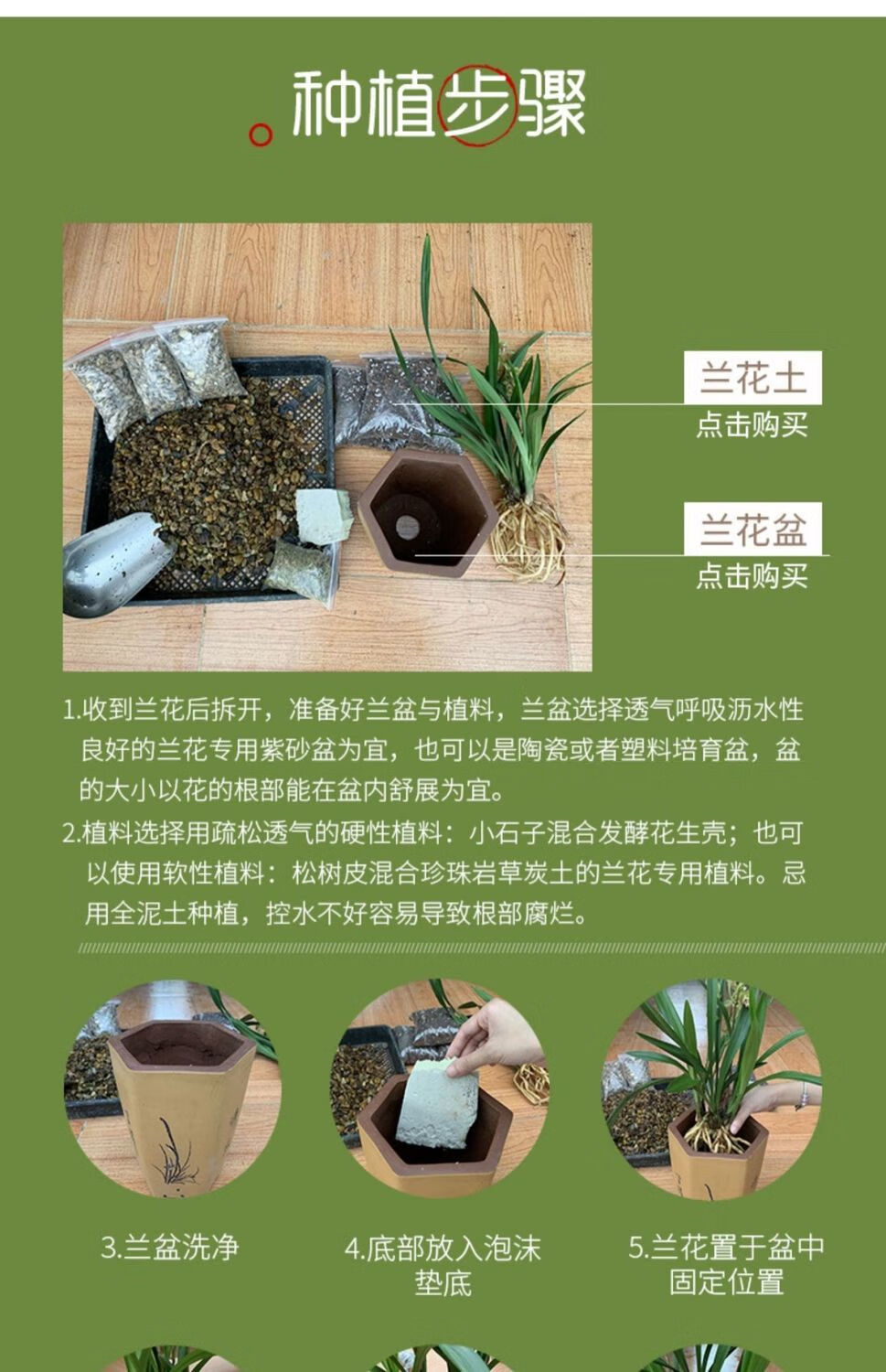 兰花带花苞带浓香型原盆原土建兰四季兰墨兰室内绿植盆栽驱蚊醉美人