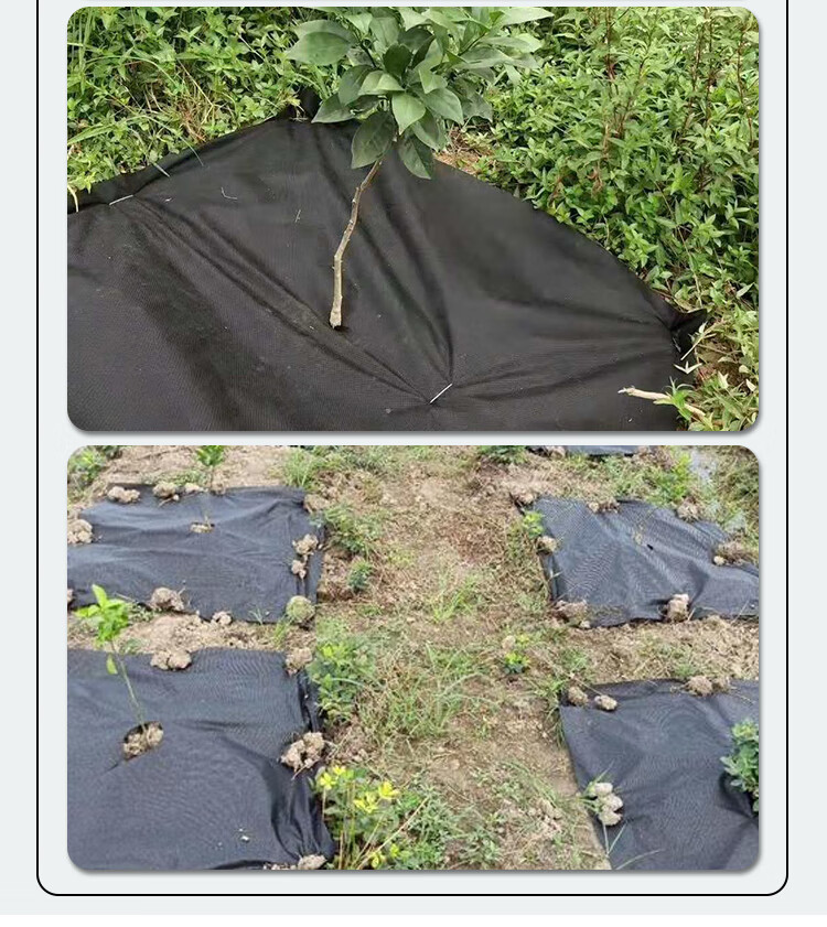 防草地膜生态防草布农用果园果树除草布地膜透气透水可降解单张片装23