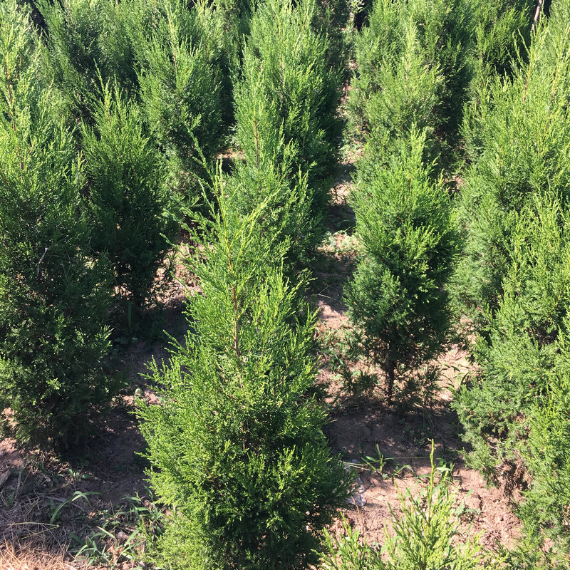 四季青松扫墓树苗松树苗松柏侧柏桧柏柏树蜀桧宝塔松龙柏苗13米高塔柏