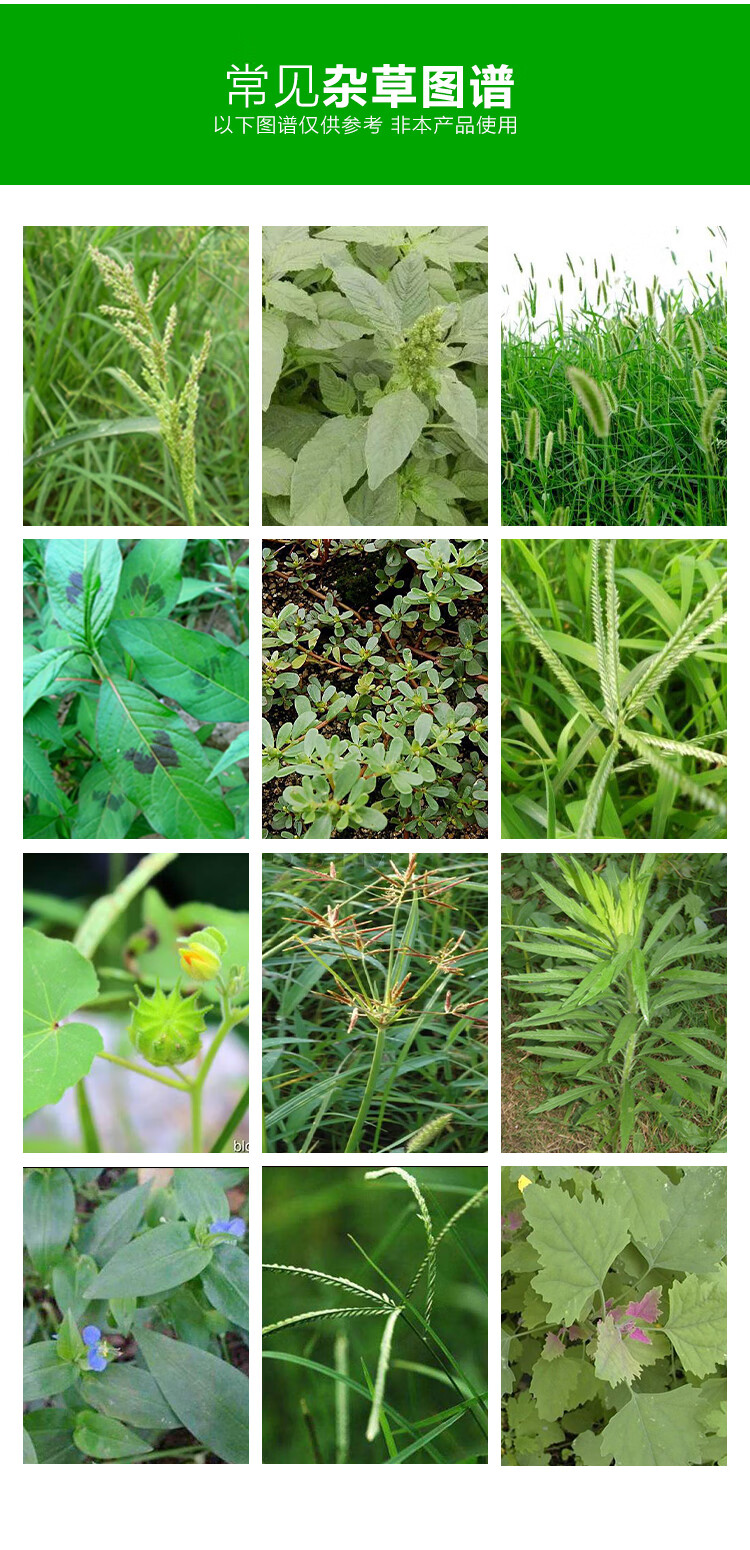 30草铵膦草铵磷草胺磷果园杂草抗草甘膦牛筋草小飞蓬除草剂1000g