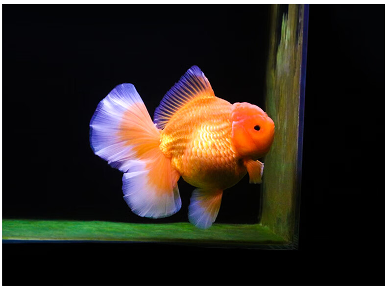 zxc进口百褶裙 精品泰狮f1金鱼活体观赏鱼原泰冷水新手活鱼渔场 进口7