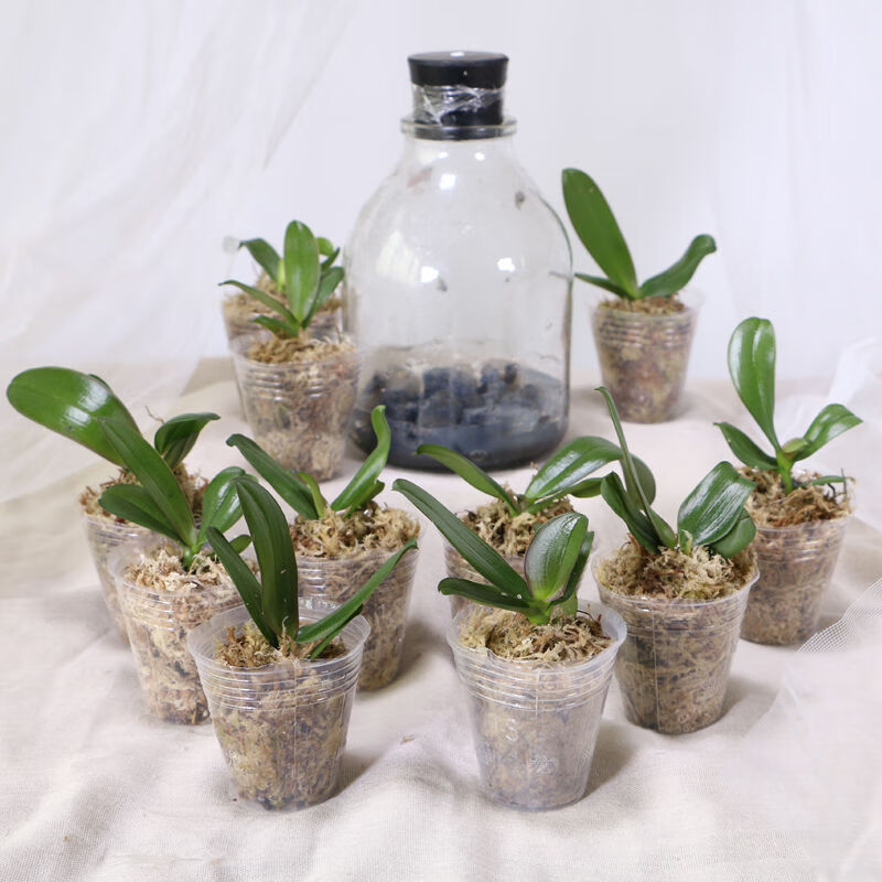 蝴蝶兰专用营养杯兰花植物栽培花盆石斛兰育苗透明塑料盆营养钵 (10个