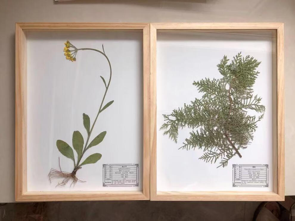 小米mi生态米家同款植物中草药腊叶标本精装实木框装饰展览教学纯