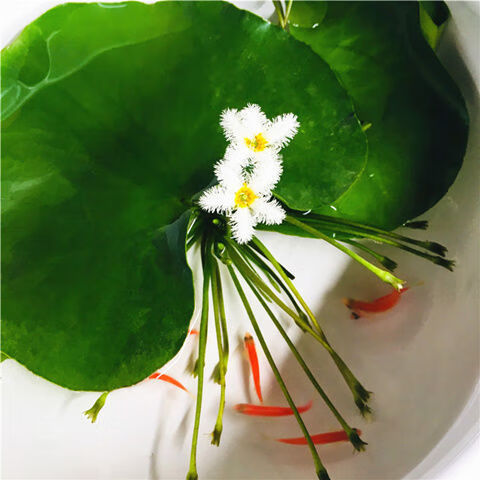 一叶莲碗莲水生花卉水培植物室内阳台四季开花盆栽鱼缸浮生莲花2个