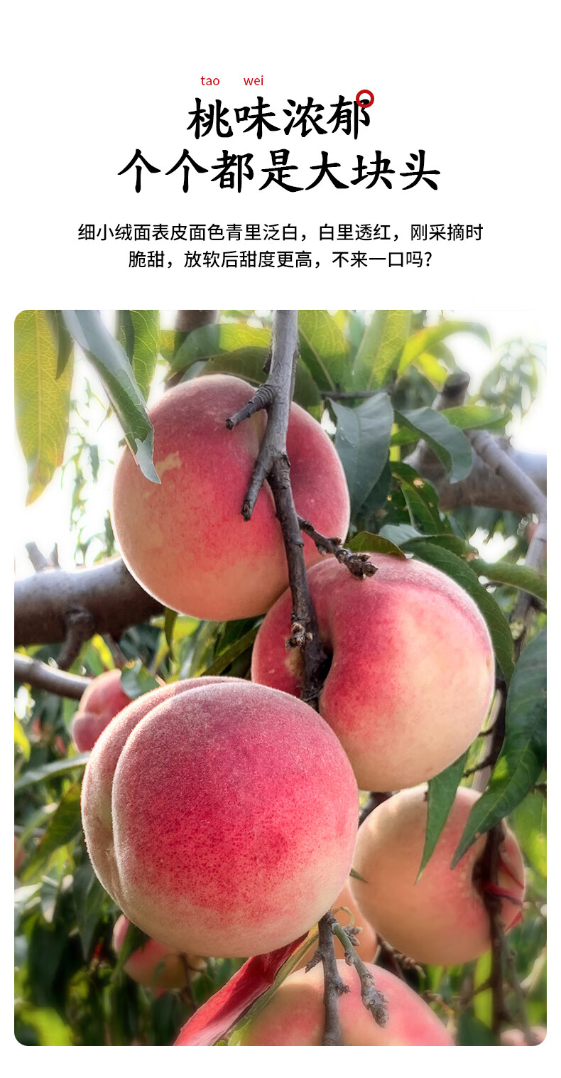 山东金秋红蜜桃子水果冬桃9斤水蜜桃新鲜当季脆甜整箱雪蜜桃秋桃酷果